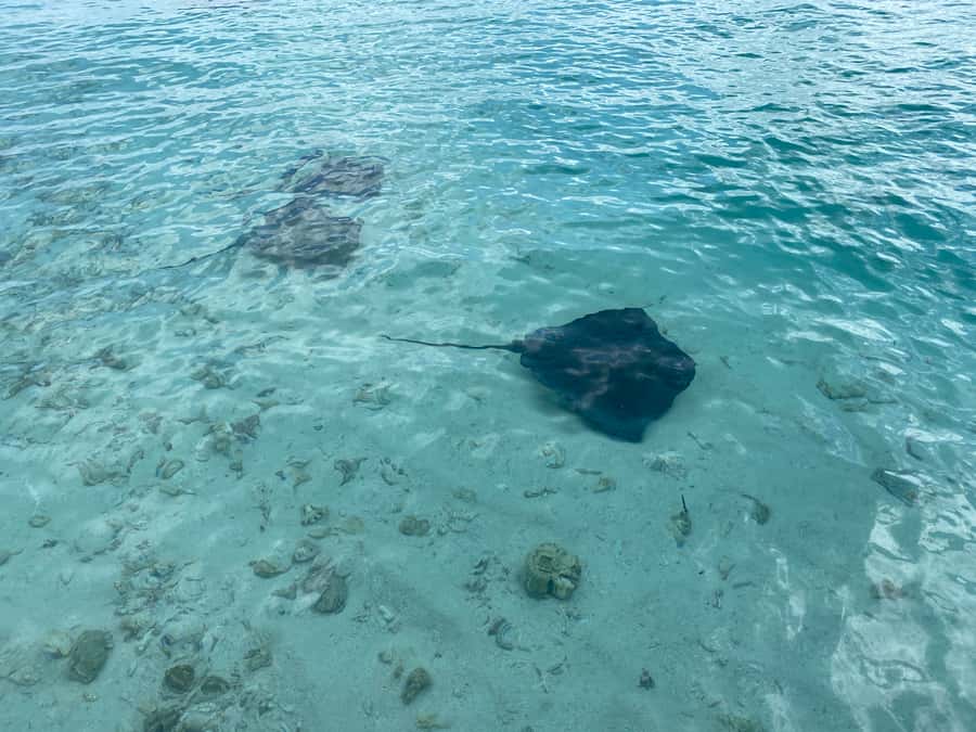 From San Andres: Cayo Acuario Tour - What the $28 price includes