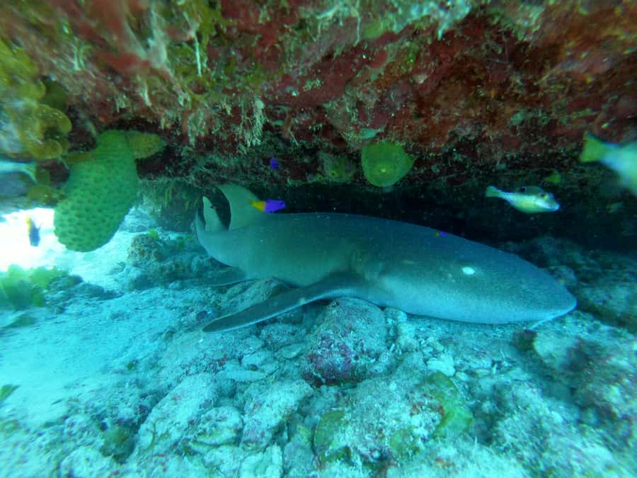 From San Andres: Cayo Acuario Tour - Organization: the biggest thing to watch