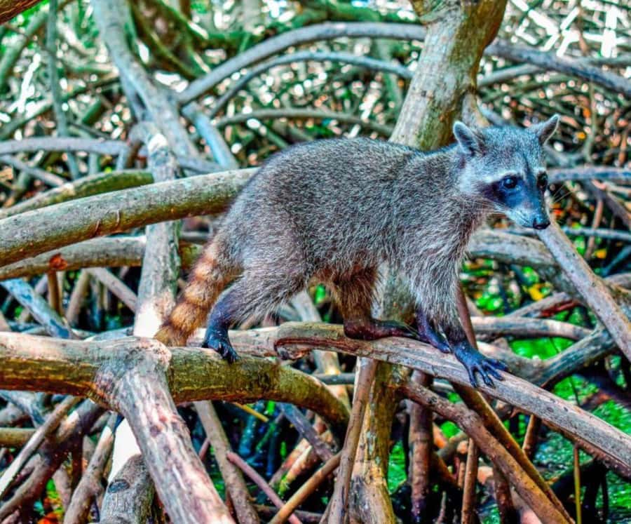 Full Day Barú island: Mangrove +Snorkel + Sunset + Plankton - Key points before you book