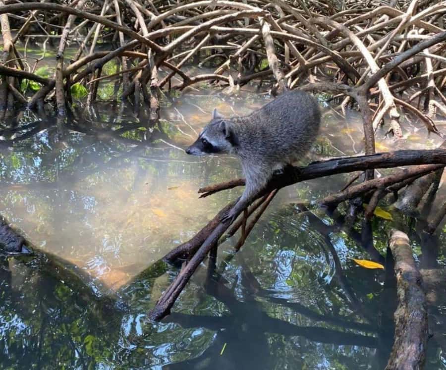 Full Day Barú island: Mangrove +Snorkel + Sunset + Plankton - Snorkeling in Barú’s clear water
