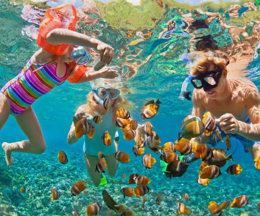 Full Day Barú island: Mangrove +Snorkel + Sunset + Plankton - Mangroves, raccoons, and a short boat ride