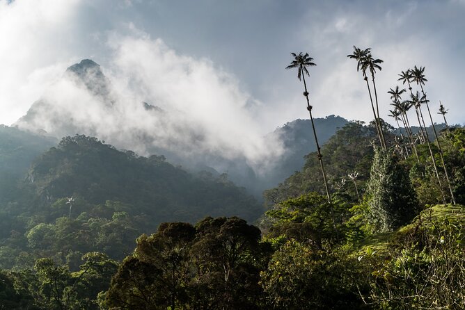 Full Day Climbing The Cocora Valley with Lunch - Is $127 good value?