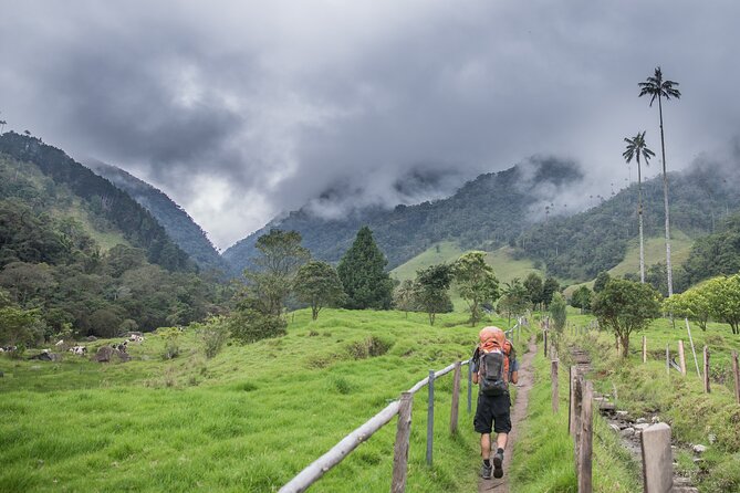 Full Day Climbing The Cocora Valley with Lunch - Stop one: the giant palms of Valle del Cocora