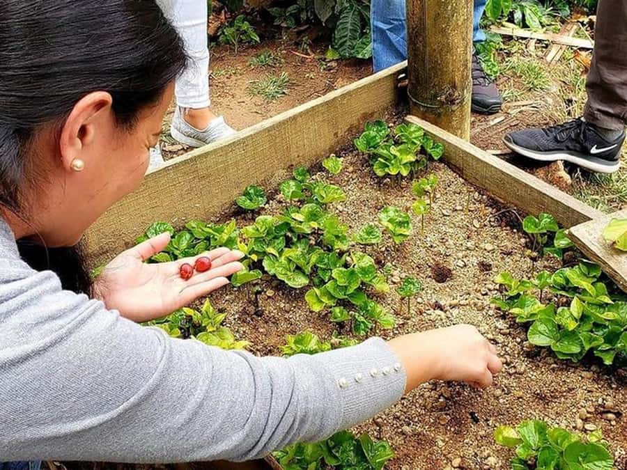 Guatapé & Coffee Farm, all in one day - Why the Guide Can Make or Break the Day