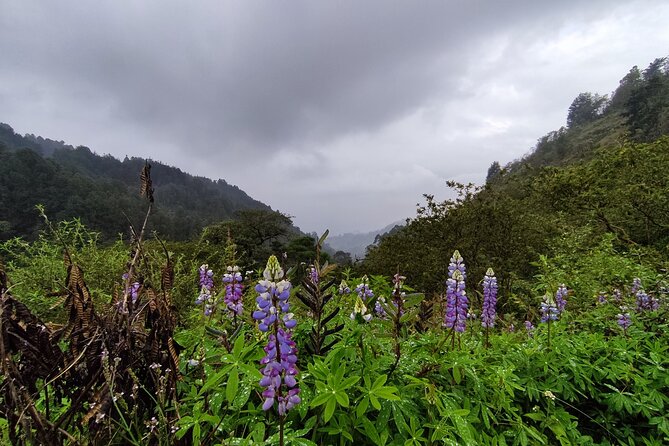 Hiking Mountains and Magical Forests - The First Forest Paths
