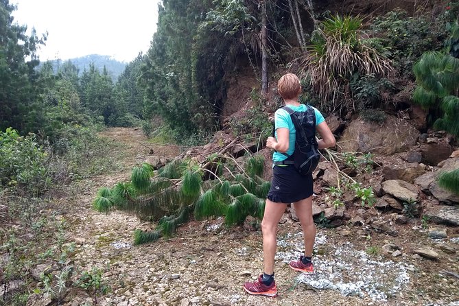 Hiking Mountains and Magical Forests - Plants, Birds, and Edible Forest Finds