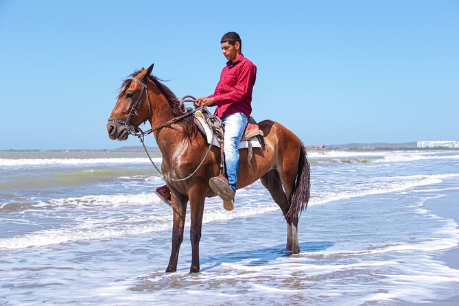 Horseback Riding Tour through the Beaches of Cartagena de Indias - Meeting the horses and guides