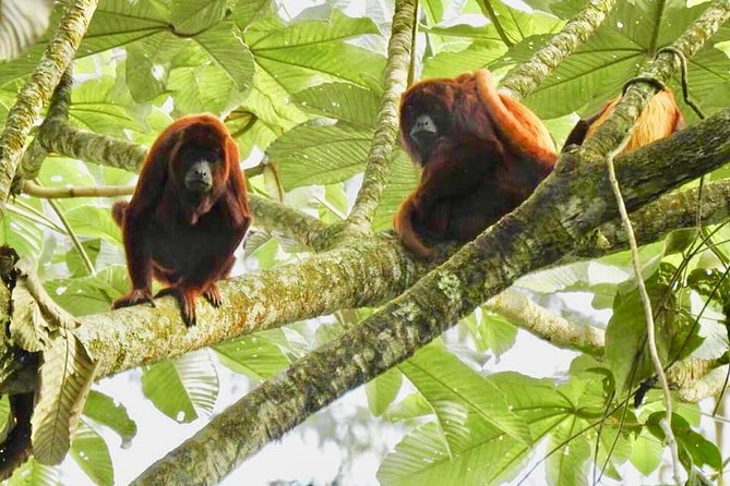 Howler Monkey Tour On The Barba Reserve - Bremen Of Philandia - Key points before you book