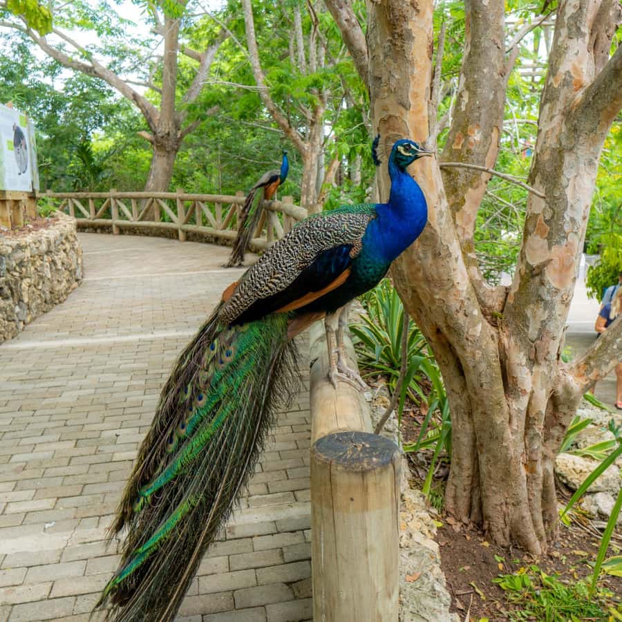 Isla Barú: Beach Club Access and Tour of the National Aviary - Key points to know before booking