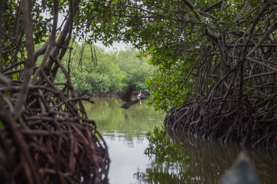La Boquilla: 3-Hour Canoe Tour through the Mangroves - Key points to know before you go