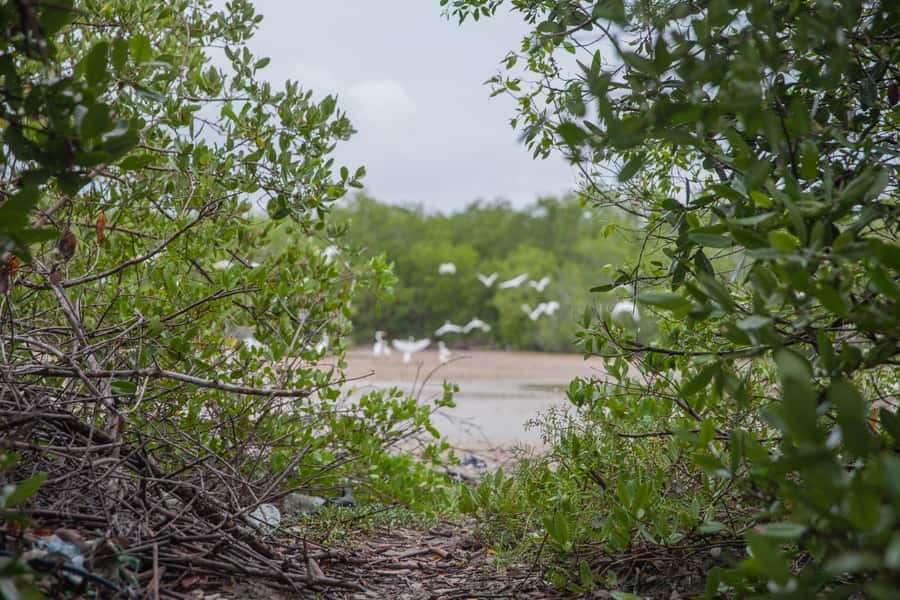 La Boquilla: 3-Hour Canoe Tour through the Mangroves - Who will enjoy this canoe tour most?