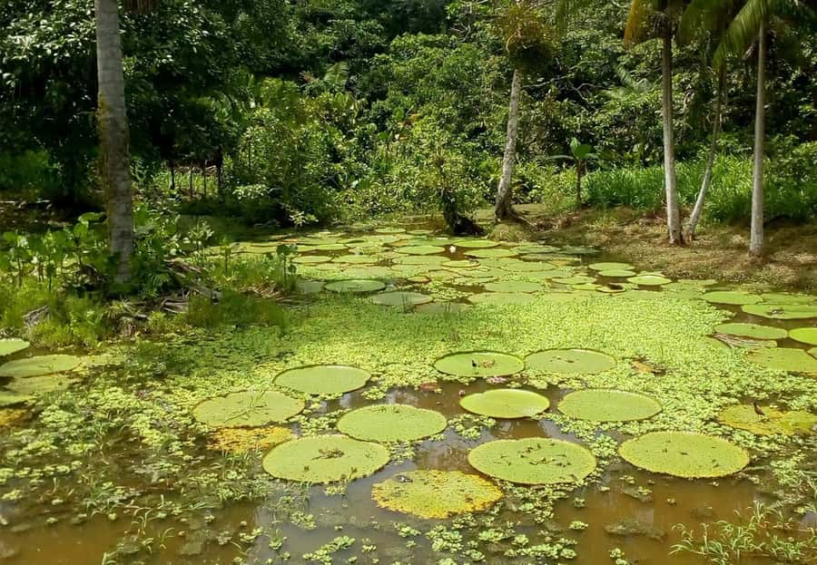 Leticia: Amazing Three Day Jungle Tours - Day two: Peru, the Amazon River, and Tarapoto lakes