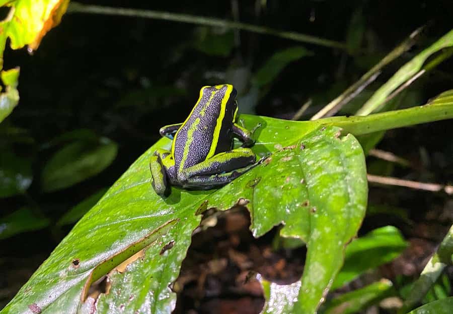 Leticia: Amazing Three Day Jungle Tours - How the guide and translator affect the experience