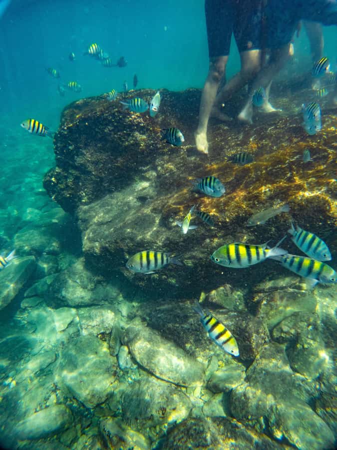 Magdalena: Tayrona Park Cruise with Snorkeling & Beaches - Granate is the main underwater stop