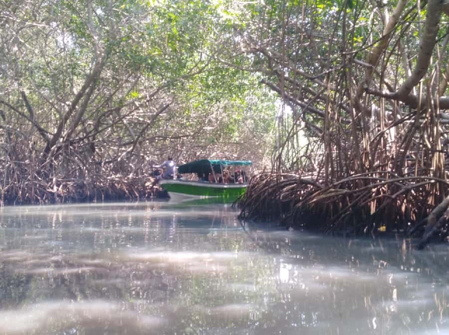 Mangroves, cultural fishing, black heritage town and lunch - A seafood lunch by the Caribbean