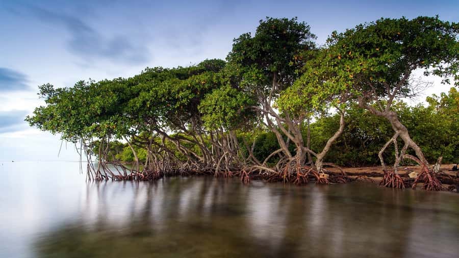 Mangroves, cultural fishing, black heritage town and lunch - What the $49 price really includes