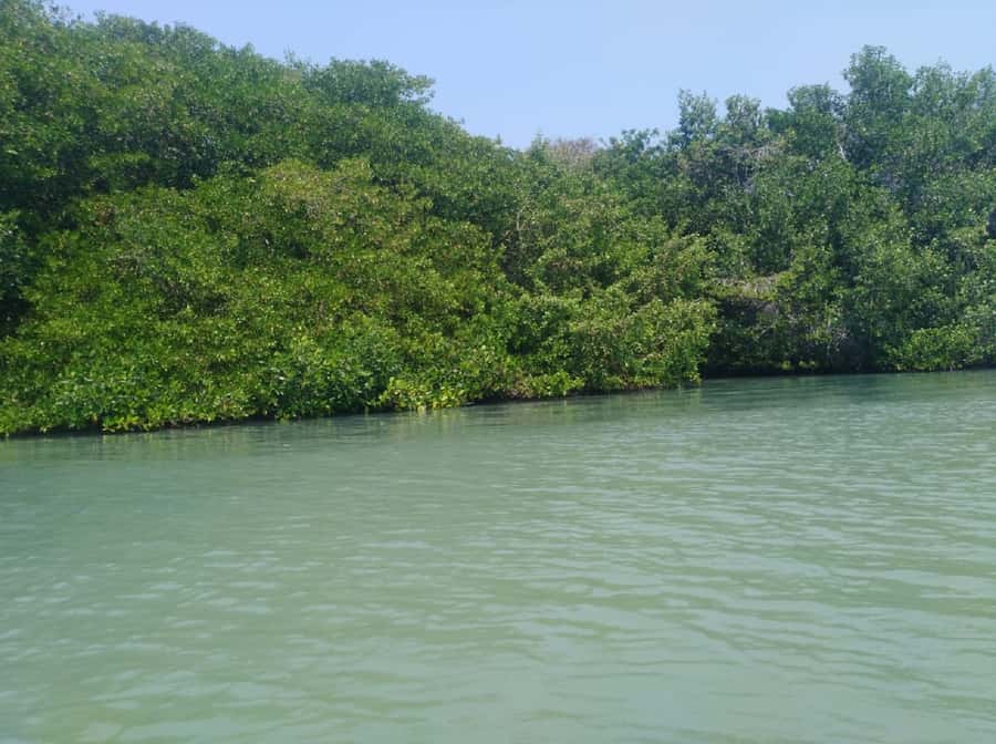 Mangroves, cultural fishing, black heritage town and lunch - Guide communication and group style