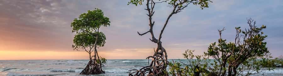 Mangroves, cultural fishing, black heritage town and lunch - Who should book this La Boquilla outing?