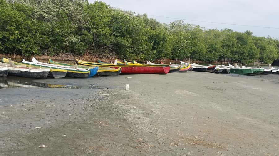 Mangroves, cultural fishing, black heritage town and lunch - Should you book it?