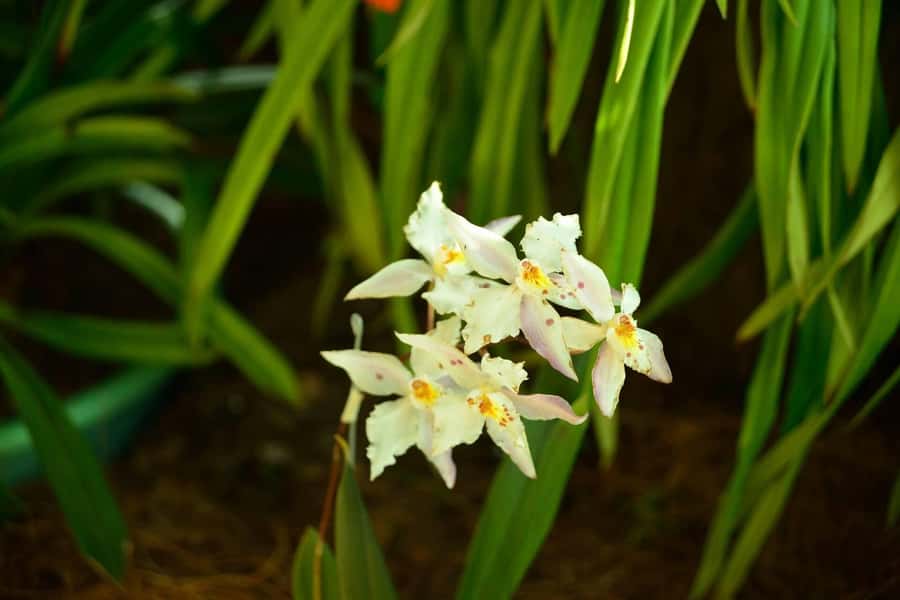 Medellín: Botanical Garden and Arvi Park City Tour - Walking the trails of Arví Park
