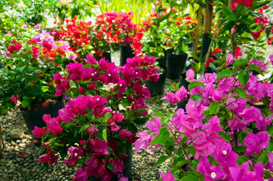 Medellín: Botanical Garden and Arvi Park City Tour - Guides make the biggest difference