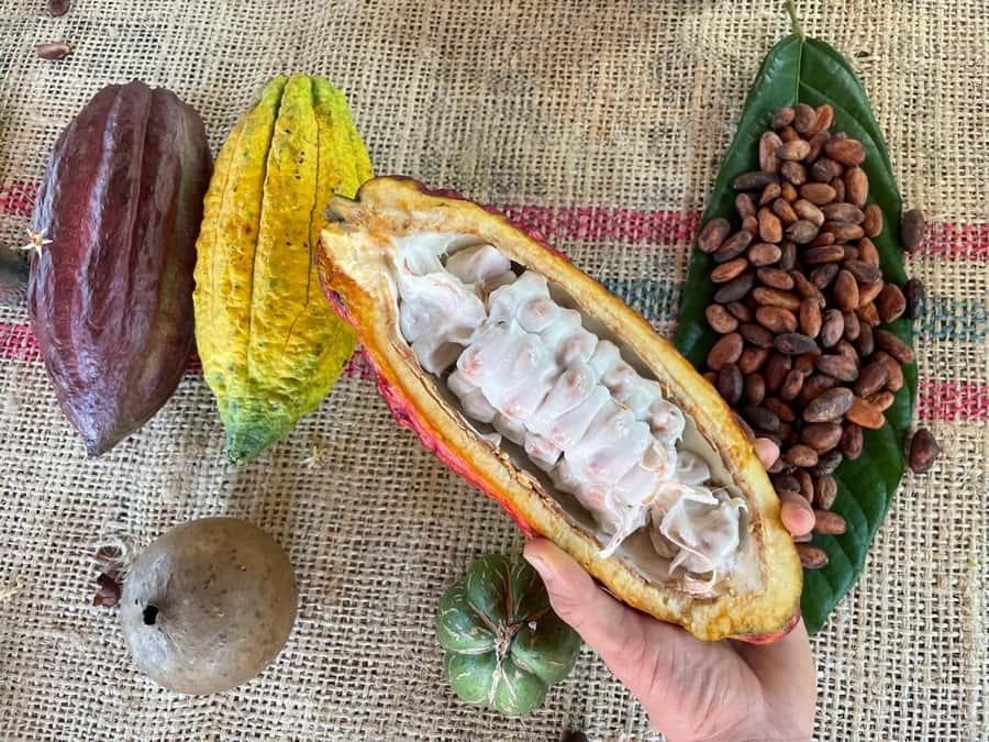 Medellín: Chocolate Tour & Exfoliation in beautiful river - Key points at a glance