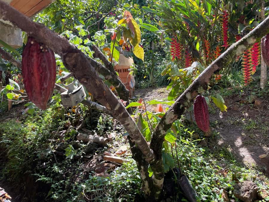 Medellín: Chocolate Tour & Exfoliation in beautiful river - From cacao tree to chocolate bar