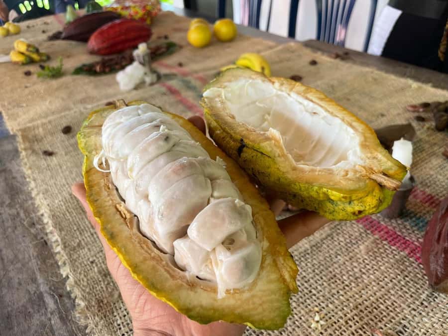 Medellín: Chocolate Tour & Exfoliation in beautiful river - Making your own bar and taking it home