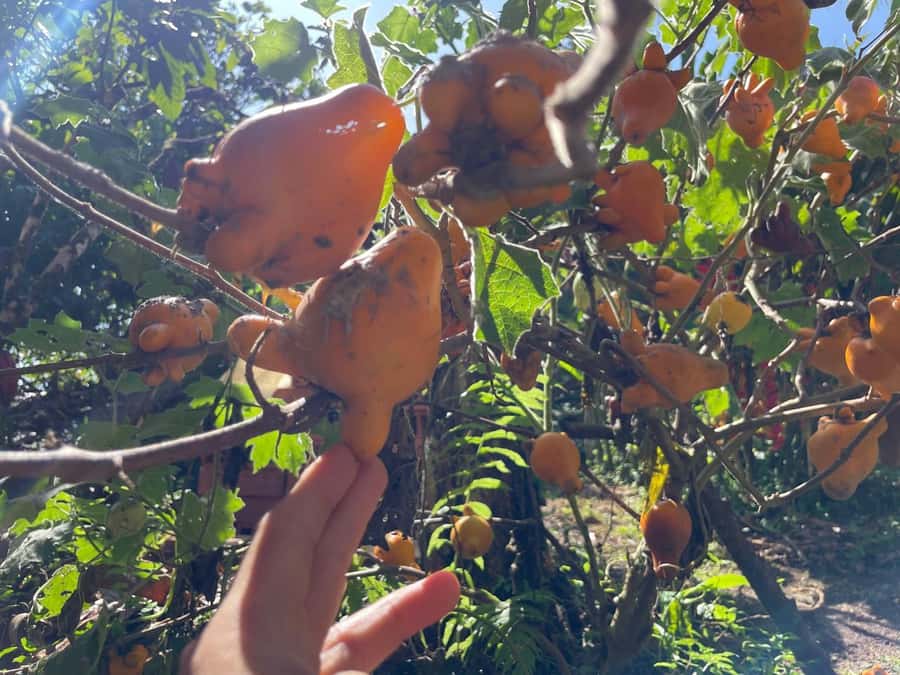 Medellín: Chocolate Tour & Exfoliation in beautiful river - Cocoa butter, a clear river, and a small waterfall