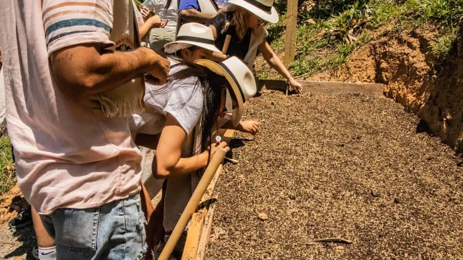 Medellin: Coffee and fruit tour - A typical Antioquian lunch in the mountains