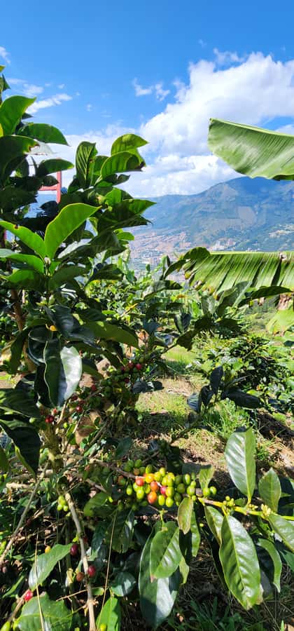 Medellin: Coffee Farm Tour & Spa with Overnight Glamping - A coffee spa run by farm women