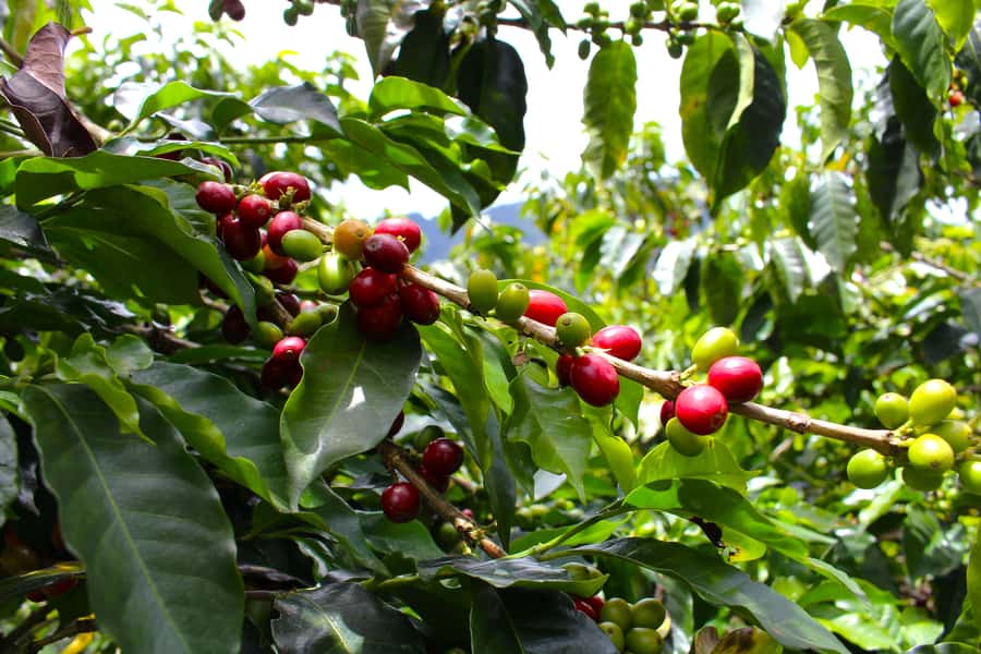Medellín Coffee Farm Tour with Trolley and Cable Car Ride - How much value do you get for $56?