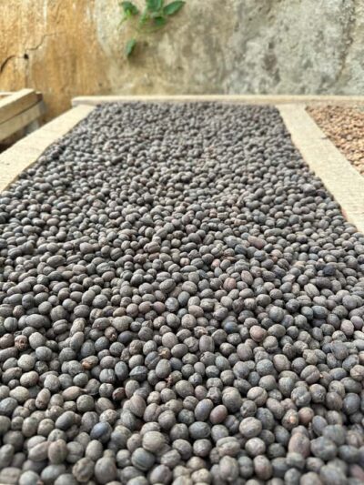 Medellín Coffee Farm Tour with Trolley and Cable Car Ride