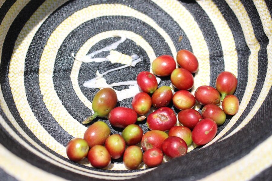 Medellin: Coffee Tour with Hotel Transfers and Meals - Wearing a poncho, hat, basket, and boots