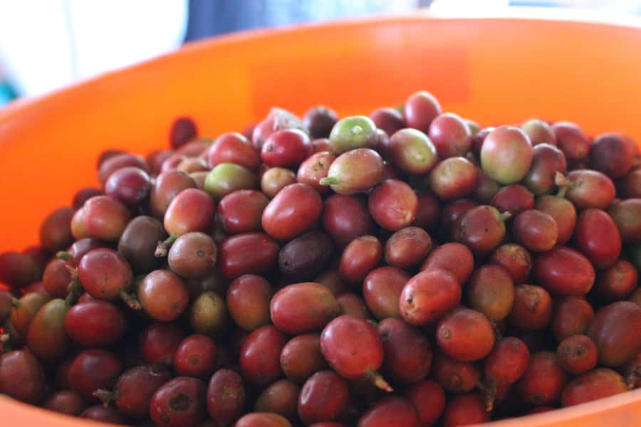 Medellin: Coffee Tour with Hotel Transfers and Meals - Fiambre paisa at historic Casagrande