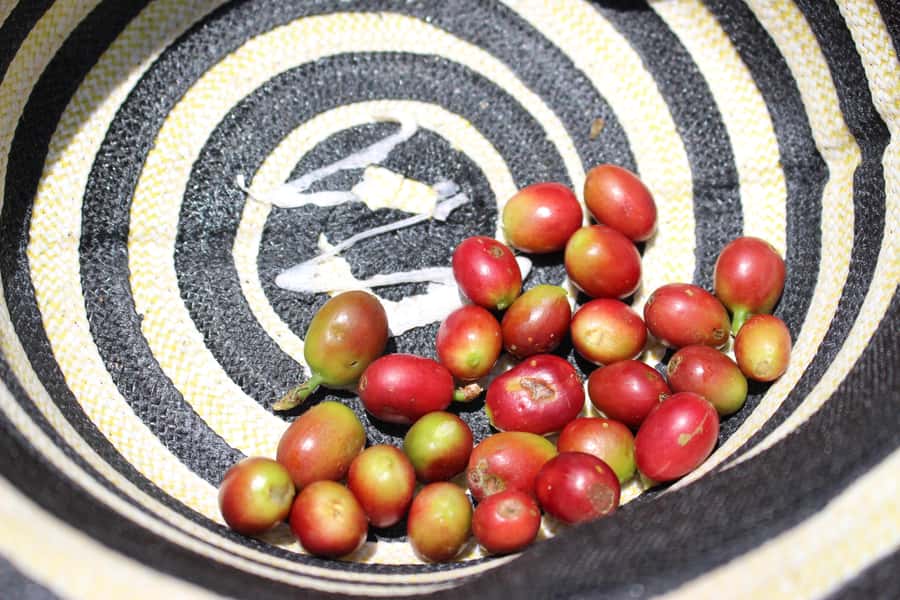 Medellin: Coffee Tour with Hotel Transfers and Meals - What the $70 price really covers