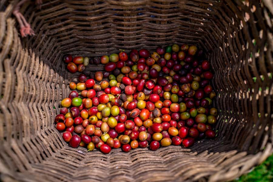 Medellin: Coffee Tour with Transport, Snacks and Tastings - Walking among coffee plants and picking beans