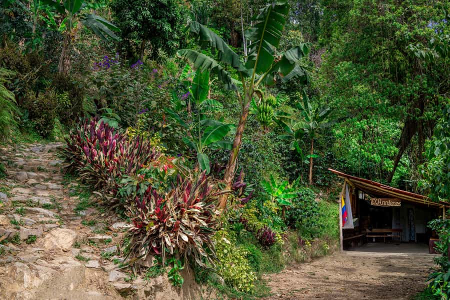 Medellin: Coffee Tour with Transport, Snacks and Tastings - Plantain snack and a hearty paisa lunch