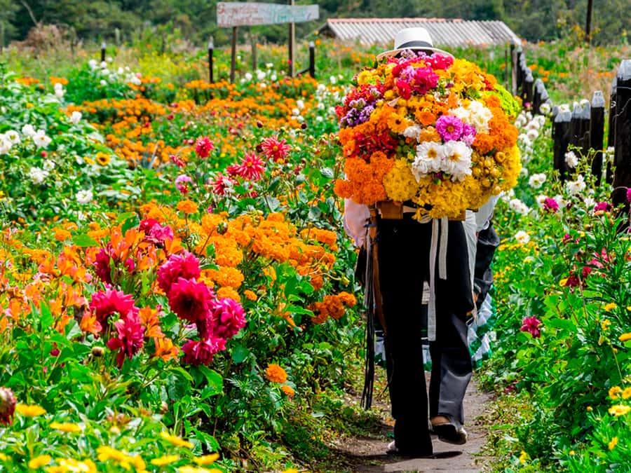 Medellín: Flower Farm & Silletero History Tour - The Flower Farm Visit, About 75 Minutes