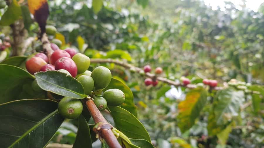 Medellin: Guatape, El Peñol Coffee Farm Private Tour & Fruit - A Colombian coffee farm near El Peñol
