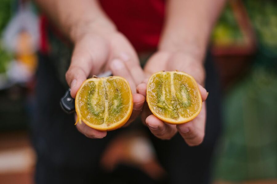 Medellín: Guided Exotic Fruits Tour - Is $36 a fair price?