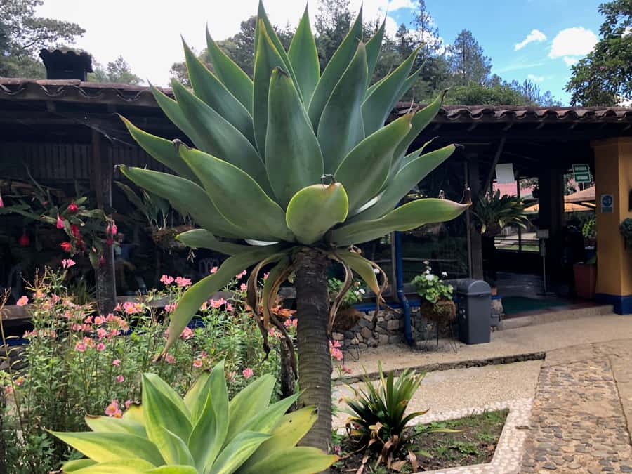 Medellín: Half-Day Private Colonial Towns Tour - The Private Guide Is the Main Advantage