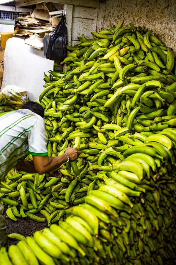 Medellín Multi-sensory Tour in the market, +15 Exotic Fruits - Who should book this Medellín fruit tour?