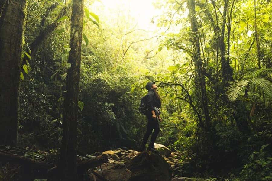 Medellín: Secret Waterfall Hike Tour with Snack and Coffee - The forest walk and what to watch for