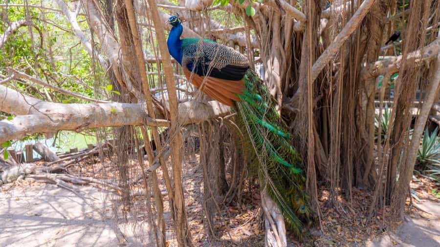 National Aviary and Playa Blanca Plankton Full-Day Tour - The transfer to the glowing-water activity