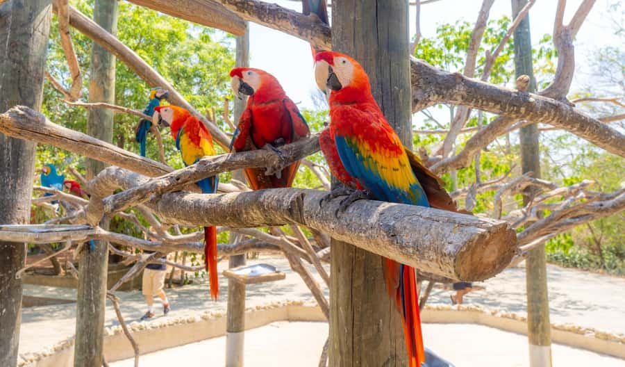 National Aviary and Playa Blanca Plankton Full-Day Tour - The return to Cartagena can be the hardest part