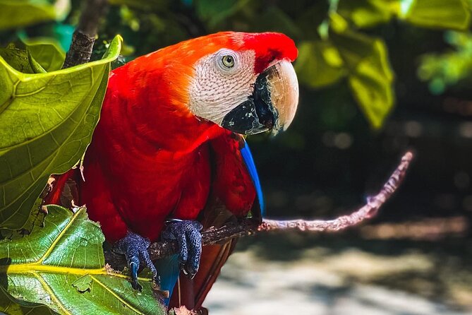 National Aviary & Mambo Beach Club Baru - Playa Blanca - Leaving Cartagena for the National Aviary