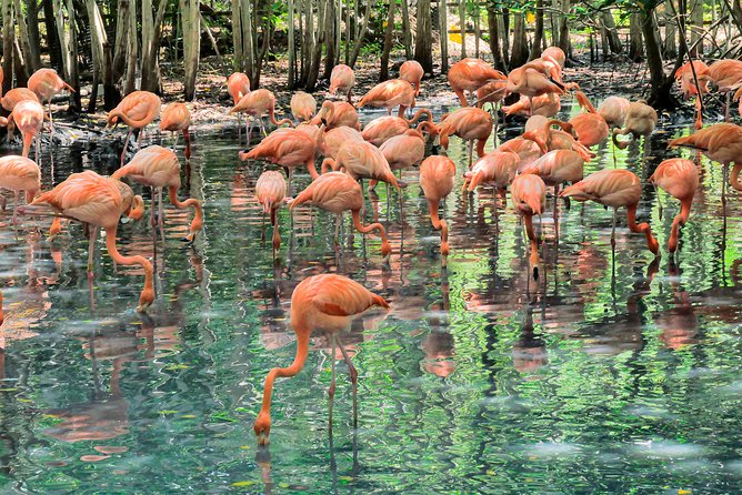 National Aviary & Mambo Beach Club Baru - Playa Blanca - What Playa Blanca is really like