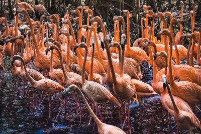 National Aviary & Mambo Beach Club Baru – Playa Blanca