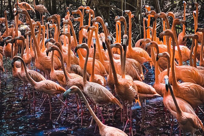 National Aviary & Mambo Beach Club Baru - Playa Blanca - Two hours among Colombia’s birds